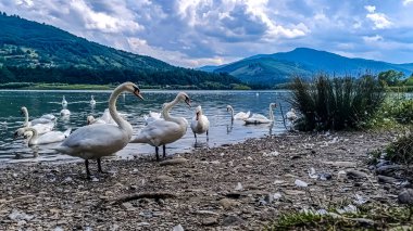 Göldeki beyaz kazlar