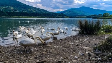 Göldeki kuğular, Slovenya 'daki gölde kanadı.