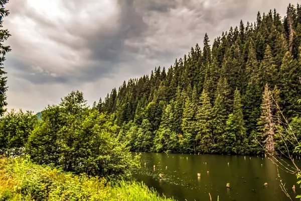 Nehir ve yeşil orman.