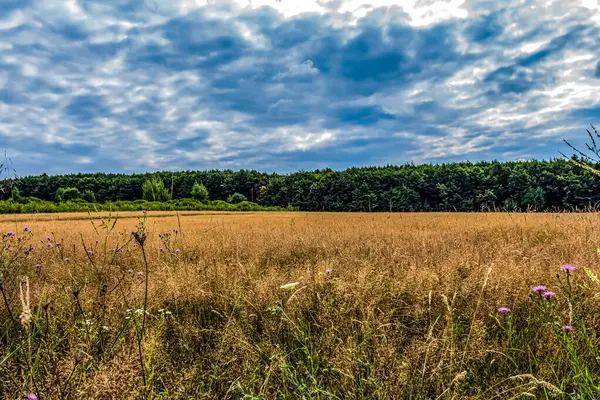 Ağaçlarla kaplı güzel bir manzara.