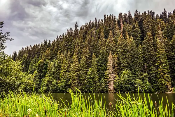 Ormanın yaz manzarası