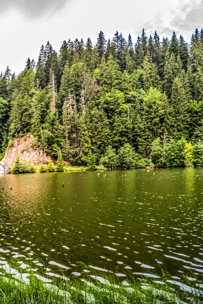 Ormandaki gölün güzel manzarası