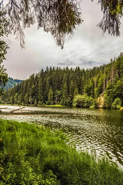 Ormanda güzel bir göl