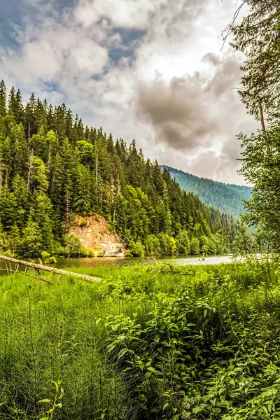 Ormanın ortasındaki dağlarda güzel bir yeşil orman görüntüsü.