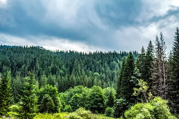 Dağların arkasındaki yeşil orman