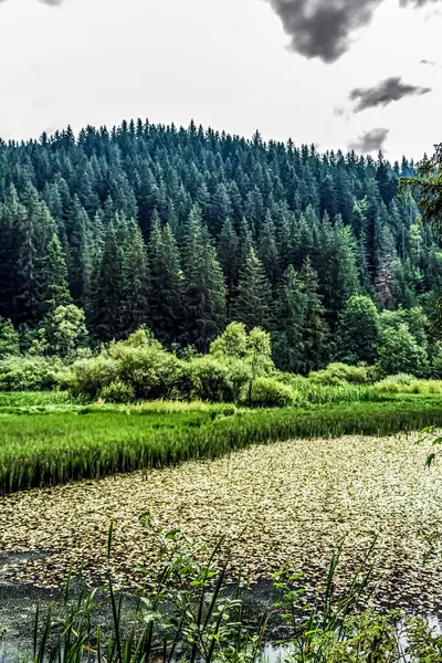 Ormandaki nehrin güzel manzarası