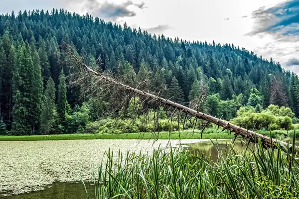 Dağlarda yeşil ağaçlar