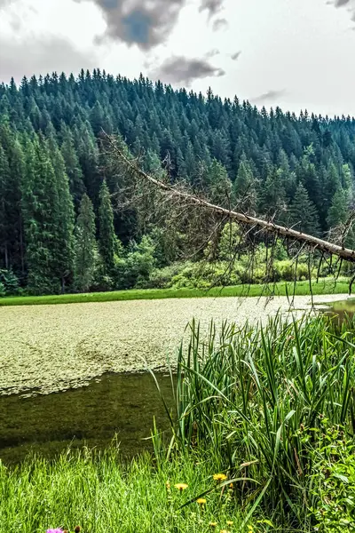 Dağlarda yeşil çimenler ve ağaçlar