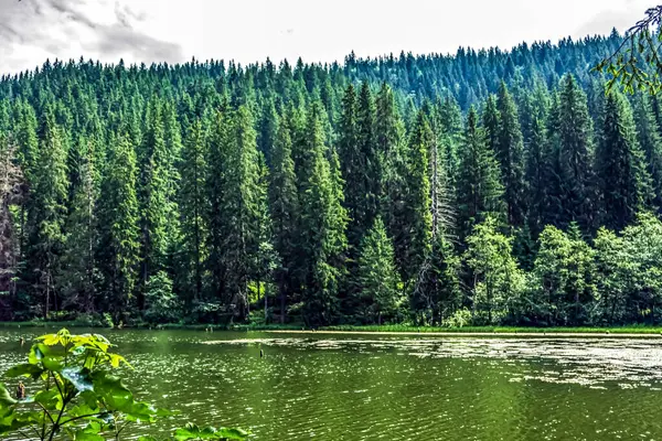 Güzel göl manzarası