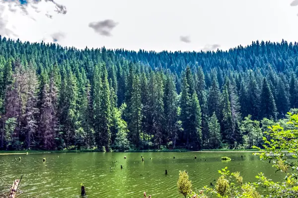 Ormandaki dağ nehrinin manzarası