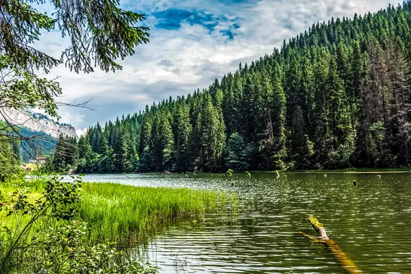 Yeşil bir ormanda göl