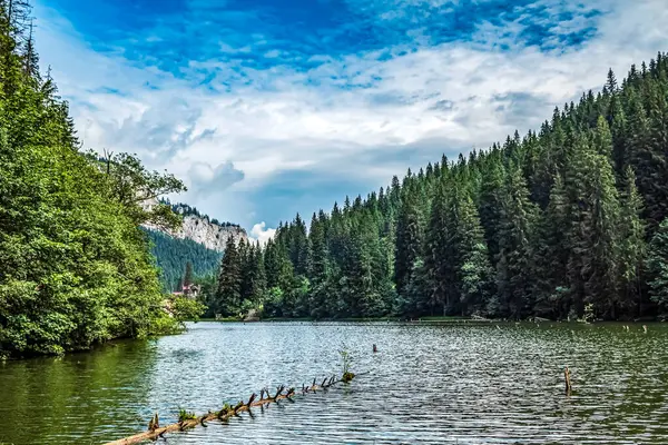 Ormandaki gölün güzel bir görüntüsü.