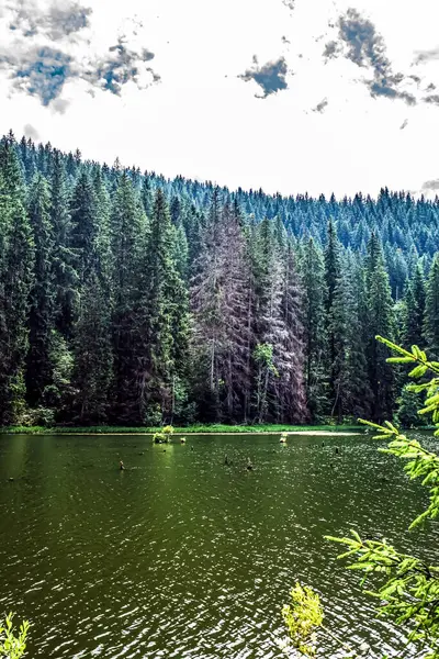 Ormanda göl ve ağaçlar