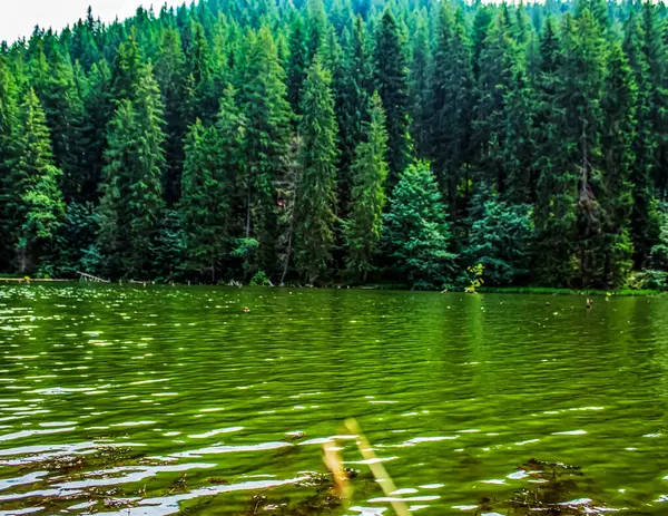 Ormandaki güzel göl