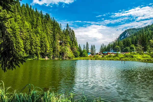 Yeşil ormanlı güzel göl