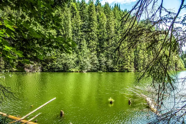 Ormandaki yeşil göl.