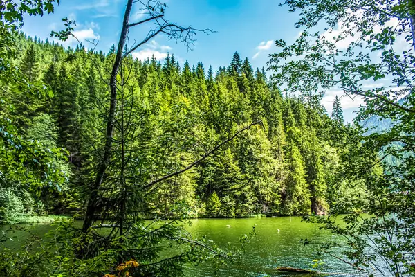 Parktaki yeşil göl