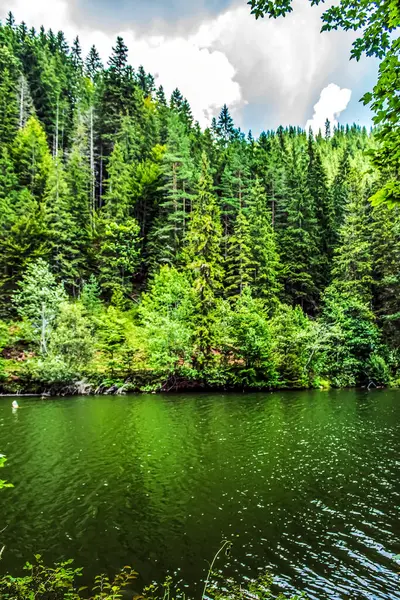 Ormandaki yeşil göl