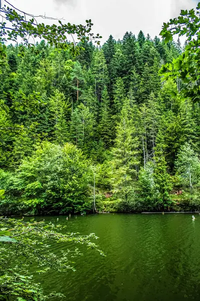 Ormanın güzel manzarası