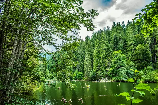 Dağlardaki yeşil orman.