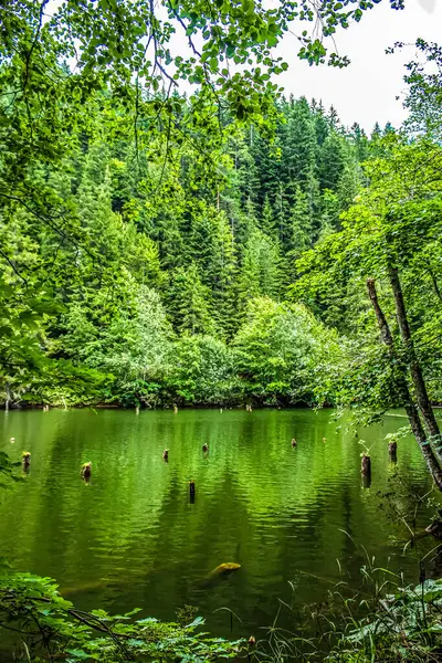 Ormandaki güzel göl