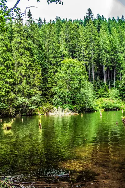 Ormandaki gölün güzel bir görüntüsü.