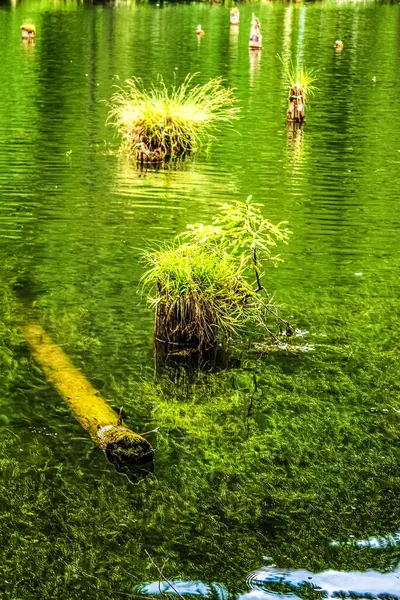 Ormanda küçük bir göl, yeşil çimenler ve nilüferler.