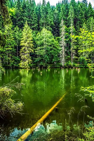 Parktaki gölün güzel manzarası