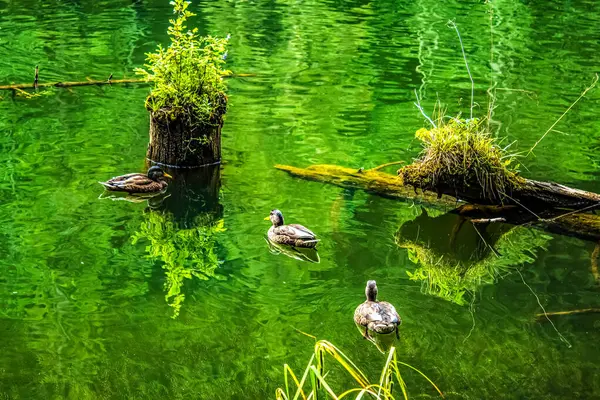 Ormandaki gölün güzel manzarası