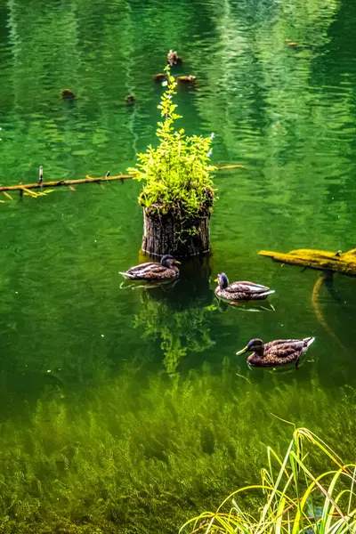 Güzel göl manzarası