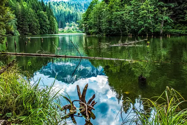 bir ormandaki nehir dağ