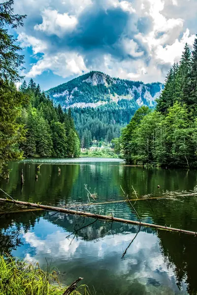 Ormandaki güzel göl manzarası