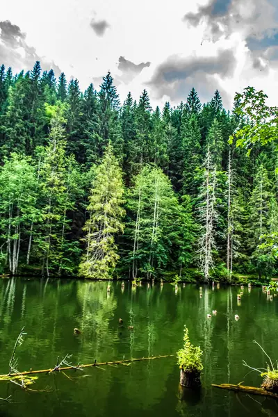 Ormandaki gölün güzel manzarası