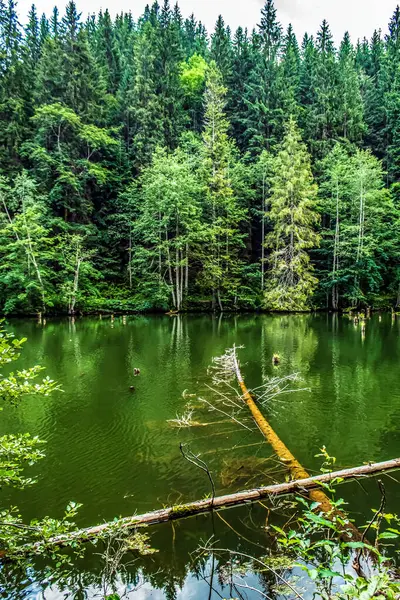 Ormanda nehri olan güzel bir manzara.