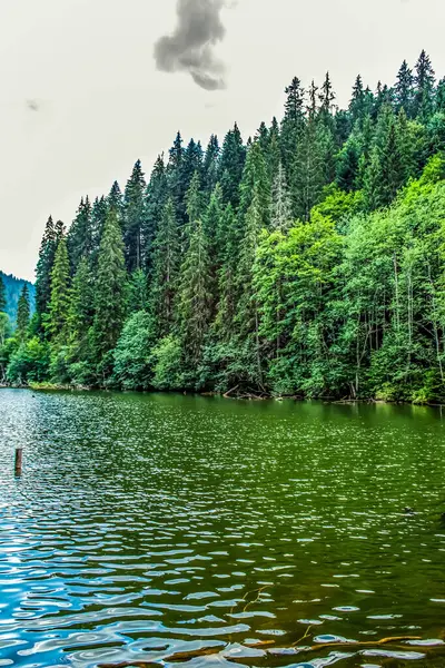 Yeşil ormanlı güzel göl