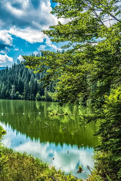 Arka planda orman olan göl. Yaz manzarası.