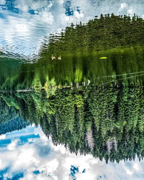 Göldeki ağaçların yansıması