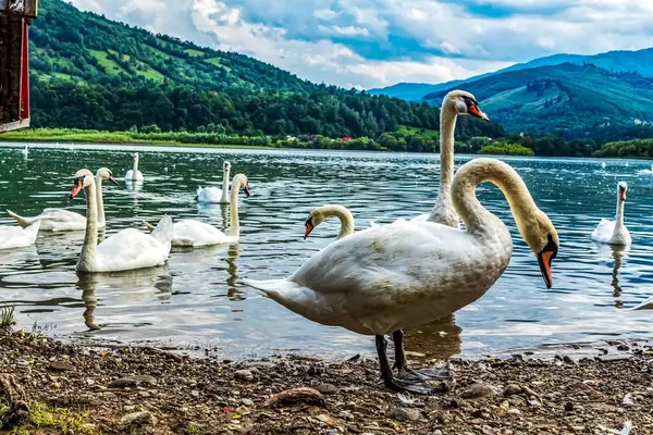 Gölün kıyısındaki beyaz kuğular kanadı, Slovakya