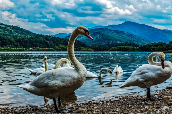 Alplerdeki Brasee gölünde beyaz kuğular