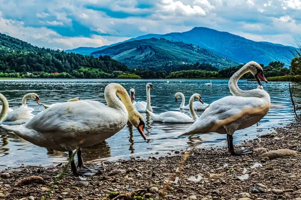 Güneşli bir günde kuğu gölü. Arka planda kuğu