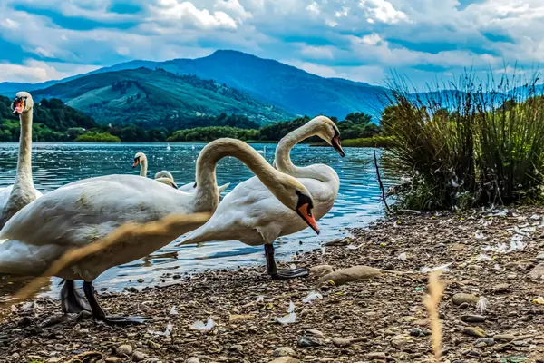 Beyaz Kuğu Gölü '