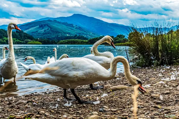 Gölde güzel beyaz kuğular