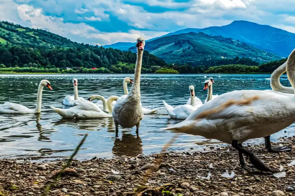 Gölde beyaz kuğular