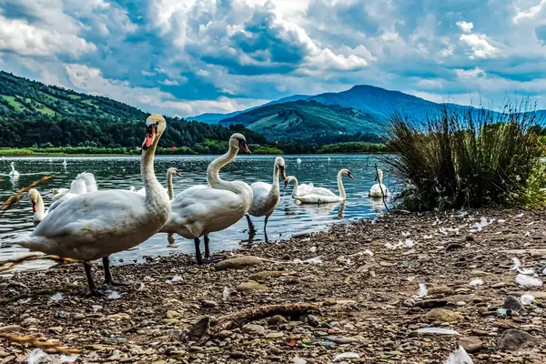 Kuğu ve Gölde ördekler