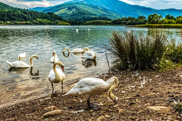 Dağların arkasındaki gölde kuğular.