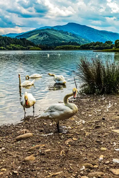 Bir ördek sürüsüyle güzel bir göl görüntüsü.