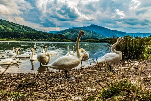 Dağlardaki dağ gölünde beyaz kuğular