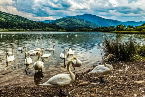 Bir sürü Kuğu Gölü