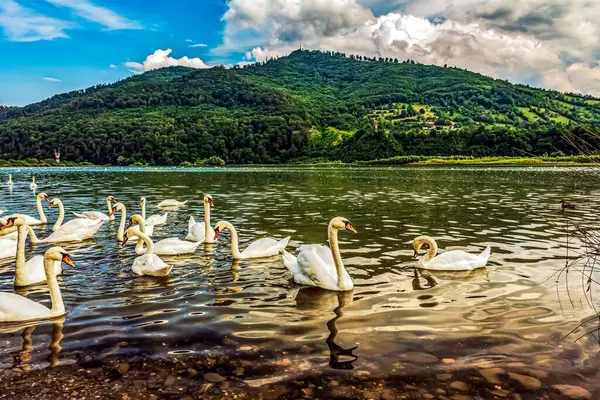 Gölde beyaz kuğular