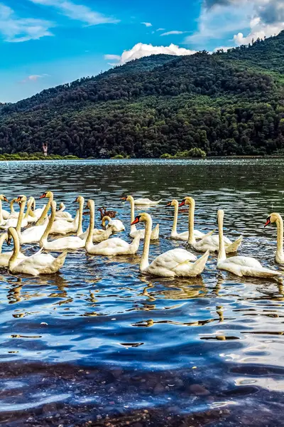 Gölde kuğular ve kuğular
